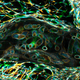 Illustration for article titled The Astounding And Horrific World As Seen Under A Microscope